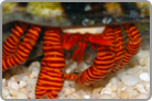 Halloween Hermit Crab
